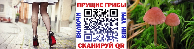 Псилоцибиновые грибы ЛСД  Лодейное Поле 